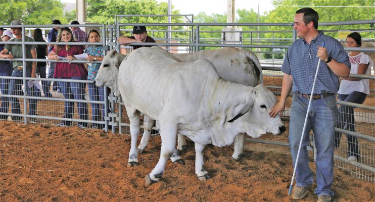 Blinn College livestock judging coach Quest Newberry moves a group of Brahman heifers around a pen during a mini-camp for 4-H members competing at the State 4-H Roundup in College Station. CONTRIBUTED PHOTO