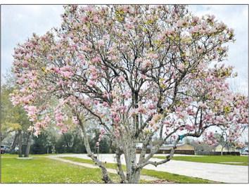 A special ‘thank you’ to Sealy City Manager Kimbra Hill and the city of Sealy maintenance crew for ‘saving’ the saucer Magnolia tree. The tree was planted many years ago in front of the Azalea Manor Nursing Home on Hwy. 36. The nursing home was demolished recently with this tree being left standing as a request. Louie Zapalac donated the tree, and it served a memorable landmark over the years. After many harsh winters, the tree is starting to bloom once again. CONTRIBUTED PHOTO