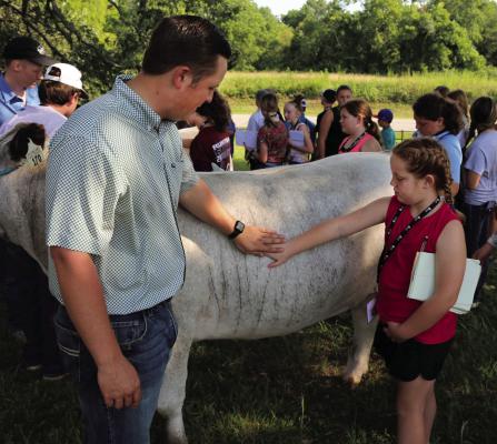 Blinn livestock judging coach Quest Newberry gives novice campers some tips on what to look for when evaluating a steer.