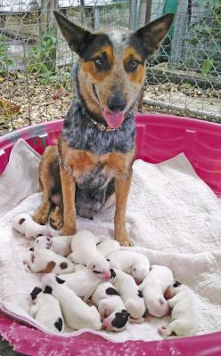 This stray cattle dog mix had 15 puppies of which 12 survived.
