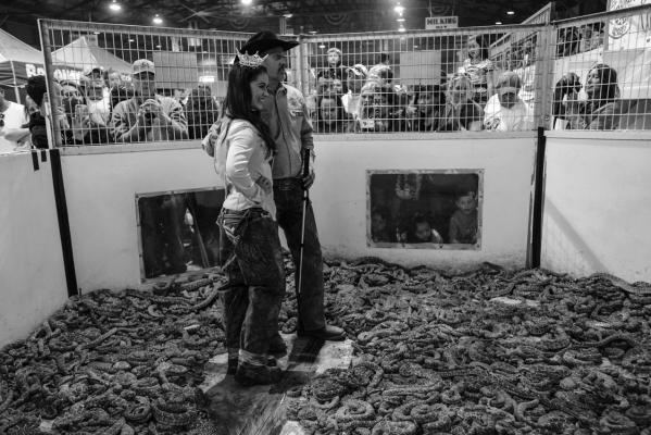 PHOTO BY JO-ANNE MCARTHUR, COURTESY OF ADVOCATES FOR SNAKE PRESERVATION Snake pit at the Sweetwater, Texas Rattlesnake Roundup.